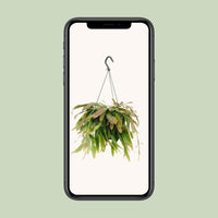 Rhipsalis 'Red Coral' - Ø17cm - ↕25cm
