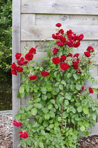 Rose in varietà - 3 piante - Ø15 - ↨65cm
