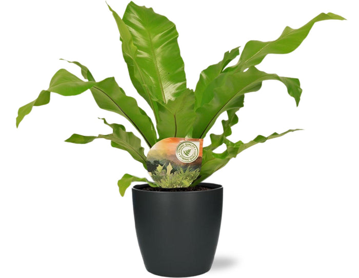 Asplenium nidus - Ø17cm - ↕60cm + Pot Brussels, Anthracite, D18x17cm