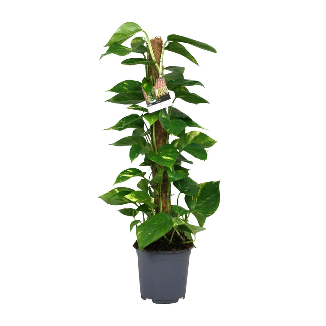 Epipremnum (Scindapsus) - Ø19cm - ↕80cm