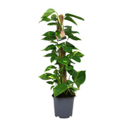Epipremnum (Scindapsus) - Ø19cm - ↕80cm