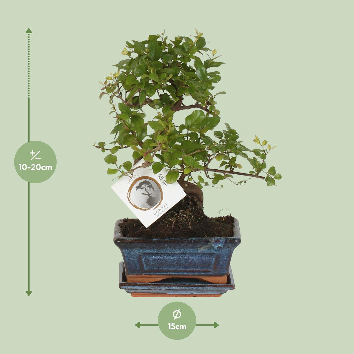 Bonsai 'Sageretia' - Ø15cm - ↕15cm