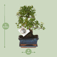 Bonsai 'Sageretia' - Ø15cm - ↕15cm