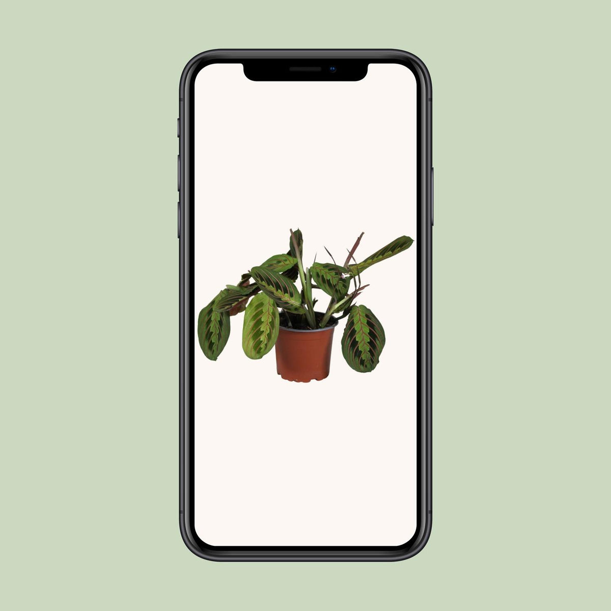 Maranta leuconeura 'Fascinator' - Ø12cm - ↕30cm