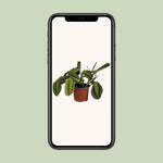 Load image into Gallery viewer, Maranta leuconeura 'Fascinator' - Ø12cm - ↕30cm