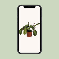 Maranta leuconeura 'Fascinator' - Ø12cm - ↕30cm