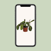 Maranta leuconeura 'Fascinator' - Ø12cm - ↕30cm