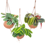 Load image into Gallery viewer, Kokedama Maranta Mix - 3 plants - Ø15cm - ↕20cm