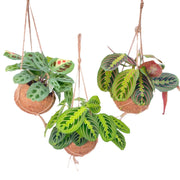Kokedama Maranta Mix - 3 plants - Ø15cm - ↕20cm