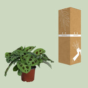 Maranta leuconeura 'Kerchoveana' - Ø12cm - ↕30cm
