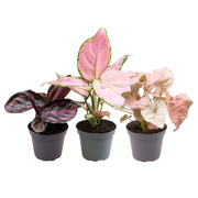 Set of 3 Pink Plants - Ø6,5cm - 1x Aglaonema 'Red Valentine' - Aglaonema 'Red Zirkon' - Calathea roseopicta 'Rosey'