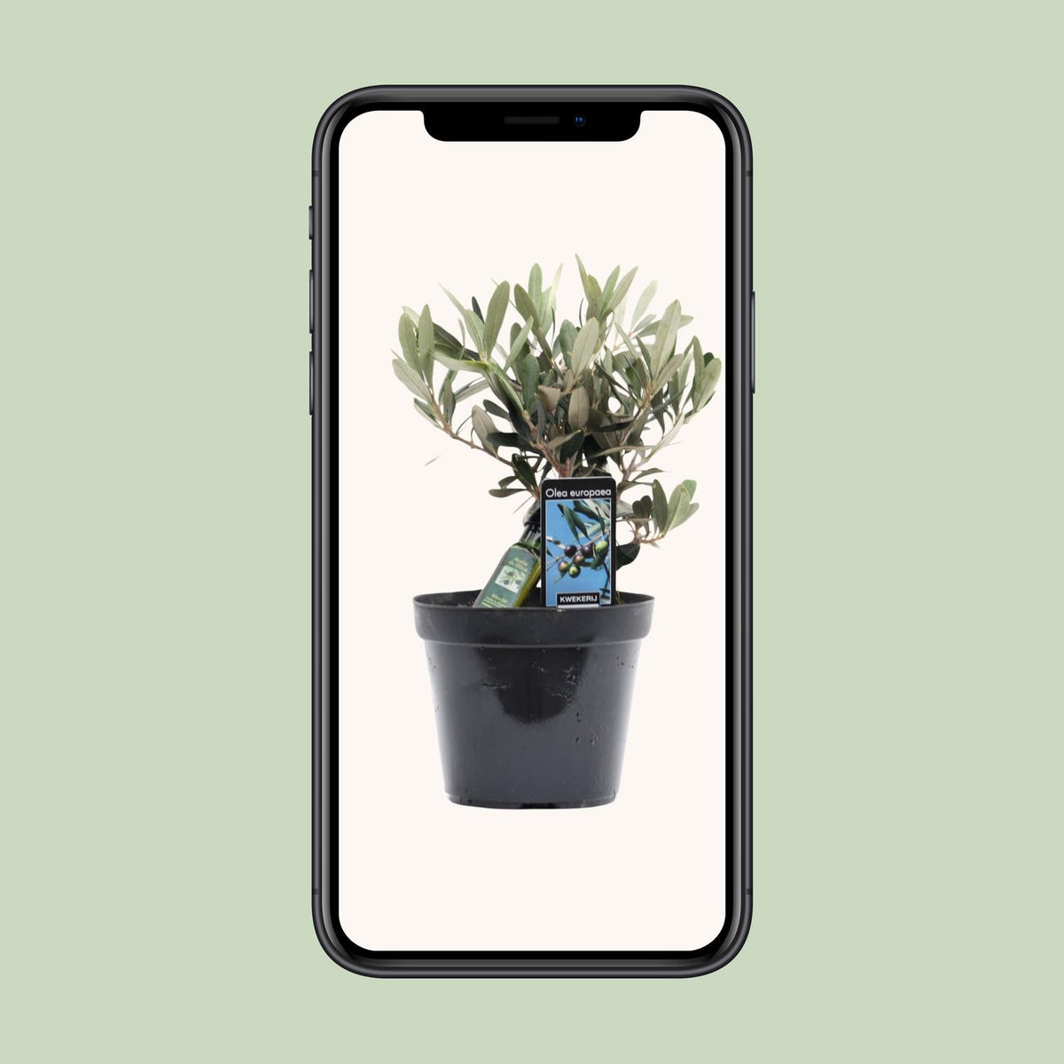 Olea europaea (Olive Tree) - Ø13cm - ↕25cm