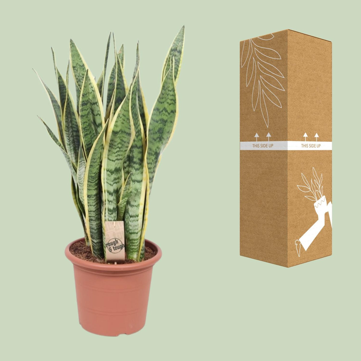 Sansevieria trifasciata 'Laurentii' (Mother-in-law’s Tongue) - Ø25cm - ↕85cm