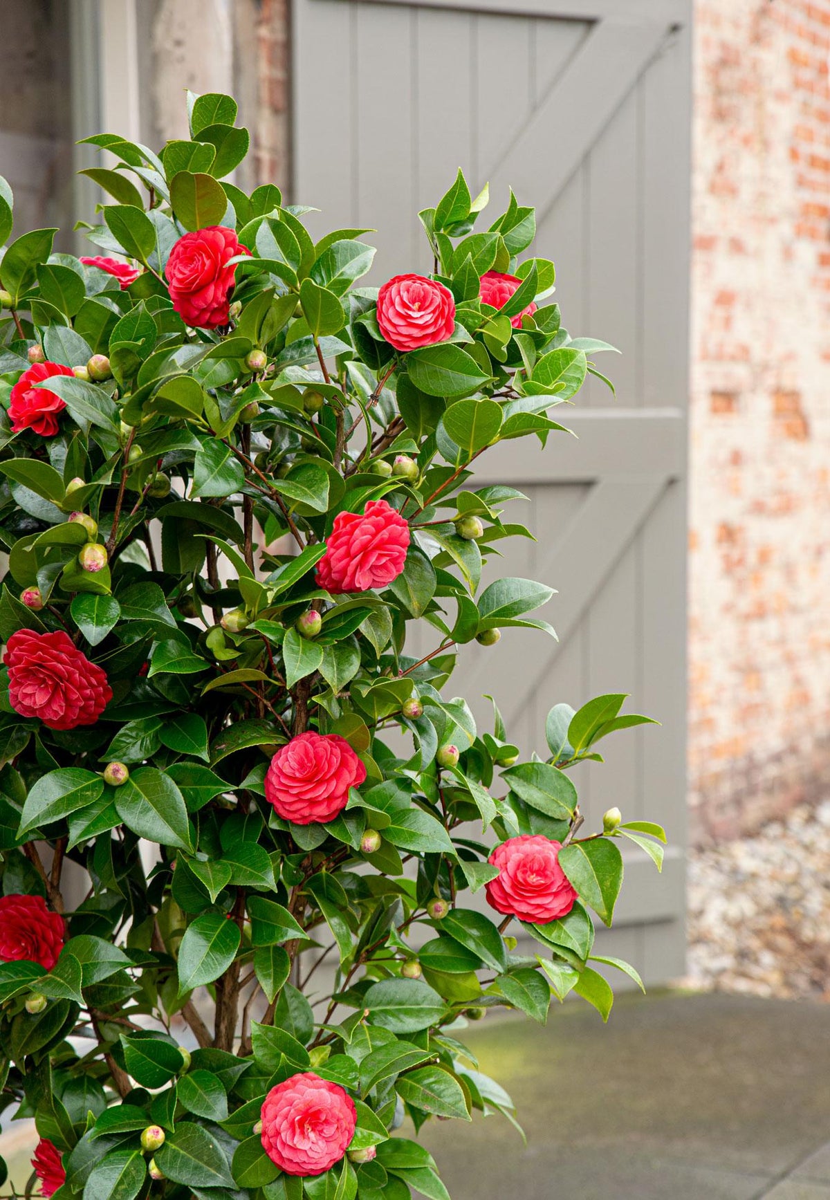 Camellia japonica 'Black Lace' - Ø19cm - ↨65cm