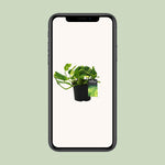 Load image into Gallery viewer, Epipremnum pinnatum &#39;N&#39;joy Gold&#39; (Scindapsus) - Ø12cm - ↕25cm
