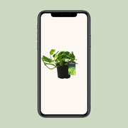 Epipremnum pinnatum 'N'joy Gold' (Scindapsus) - Ø12cm - ↕25cm