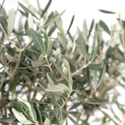 Olea europaea (Olive Tree) - Ø19cm - ↕90cm