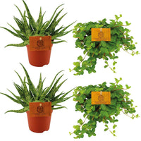 Set da 4 piante - 2x Aloe 'Spider' + 2x Peperomia rotundifolia - Ø10.5cm - ↕10cm