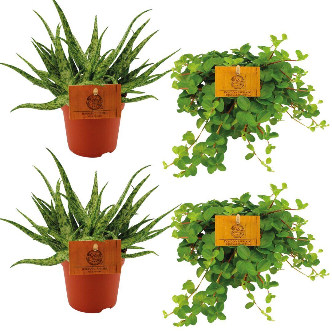Set of 4 Plants - 2x Aloe 'Spider' + 2x Peperomia rotundifolia - Ø10.5cm - ↕10cm