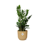 Load image into Gallery viewer, Zamioculcas zamiifolia in ELHO Vibes Fold Pot, Yellow, Ø14cm - ↕45cm