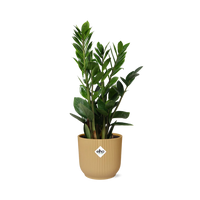 Zamioculcas zamiifolia in vaso ELHO Vibes Fold, Giallo, Ø14cm - ↕45cm