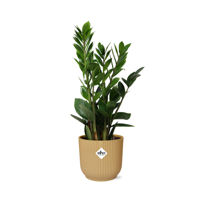 Zamioculcas zamiifolia in ELHO Vibes Fold Pot, Yellow, Ø14cm - ↕45cm