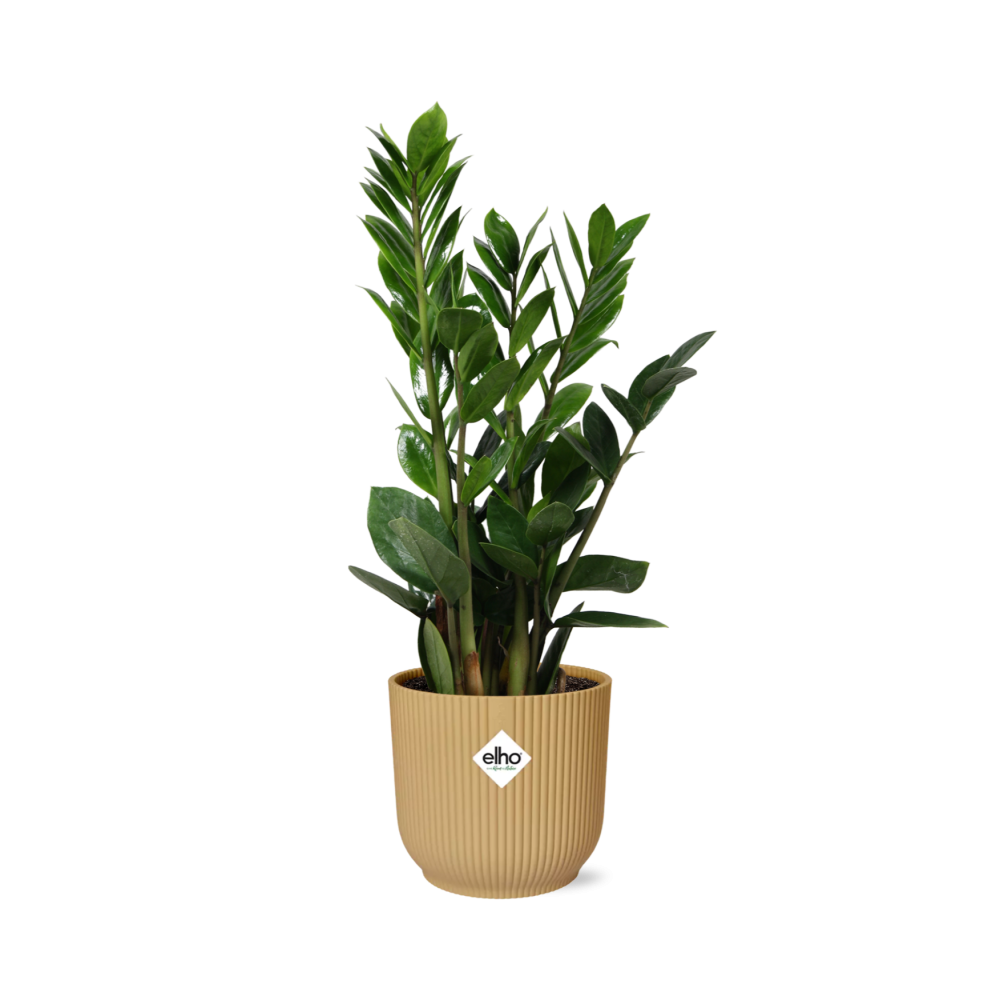 Zamioculcas zamiifolia in ELHO Vibes Fold Pot, Yellow, Ø14cm - ↕45cm
