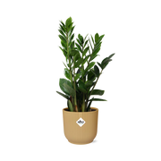 Zamioculcas zamiifolia in ELHO Vibes Fold Pot, Yellow, Ø14cm - ↕45cm