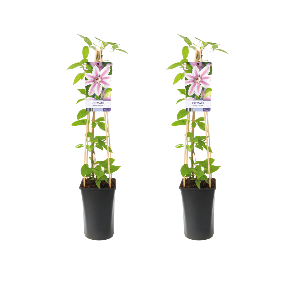 Clematis 'Nelly Moser' - 2 plants - Ø17cm - ↕75cm