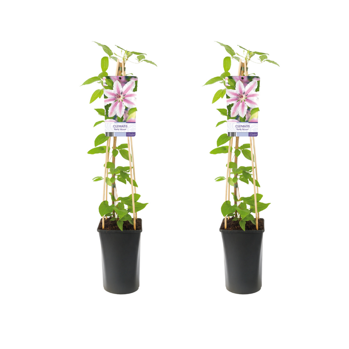 Clematis 'Nelly Moser' - 2 plants - Ø17cm - ↕75cm