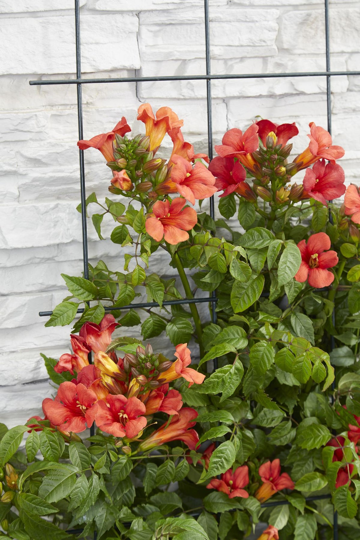 Campsis 'Summer Jazz Fire Trumpet' - Ø15 - ↨65cm