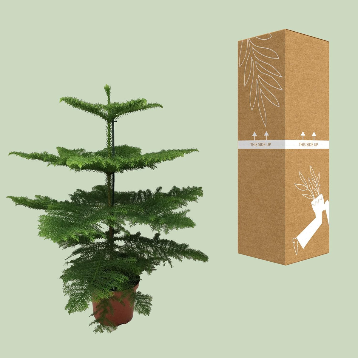Araucaria heterophylla - Ø21cm - ↕70cm