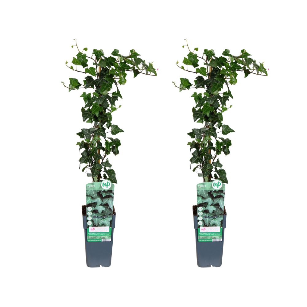 Hedera helix - 2 piante - Ø15cm - ↕65cm