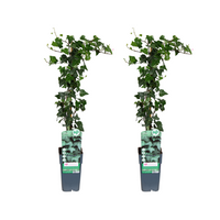 Hedera helix - 2 piante - Ø15cm - ↕65cm