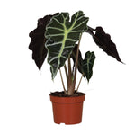 Load image into Gallery viewer, Alocasia amazonica 'Polly' - Ø12cm - ↕30cm