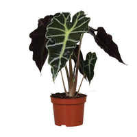 Alocasia amazonica 'Polly' - Ø12cm - ↕30cm