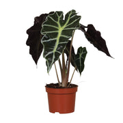 Alocasia amazonica 'Polly' - Ø12cm - ↕30cm