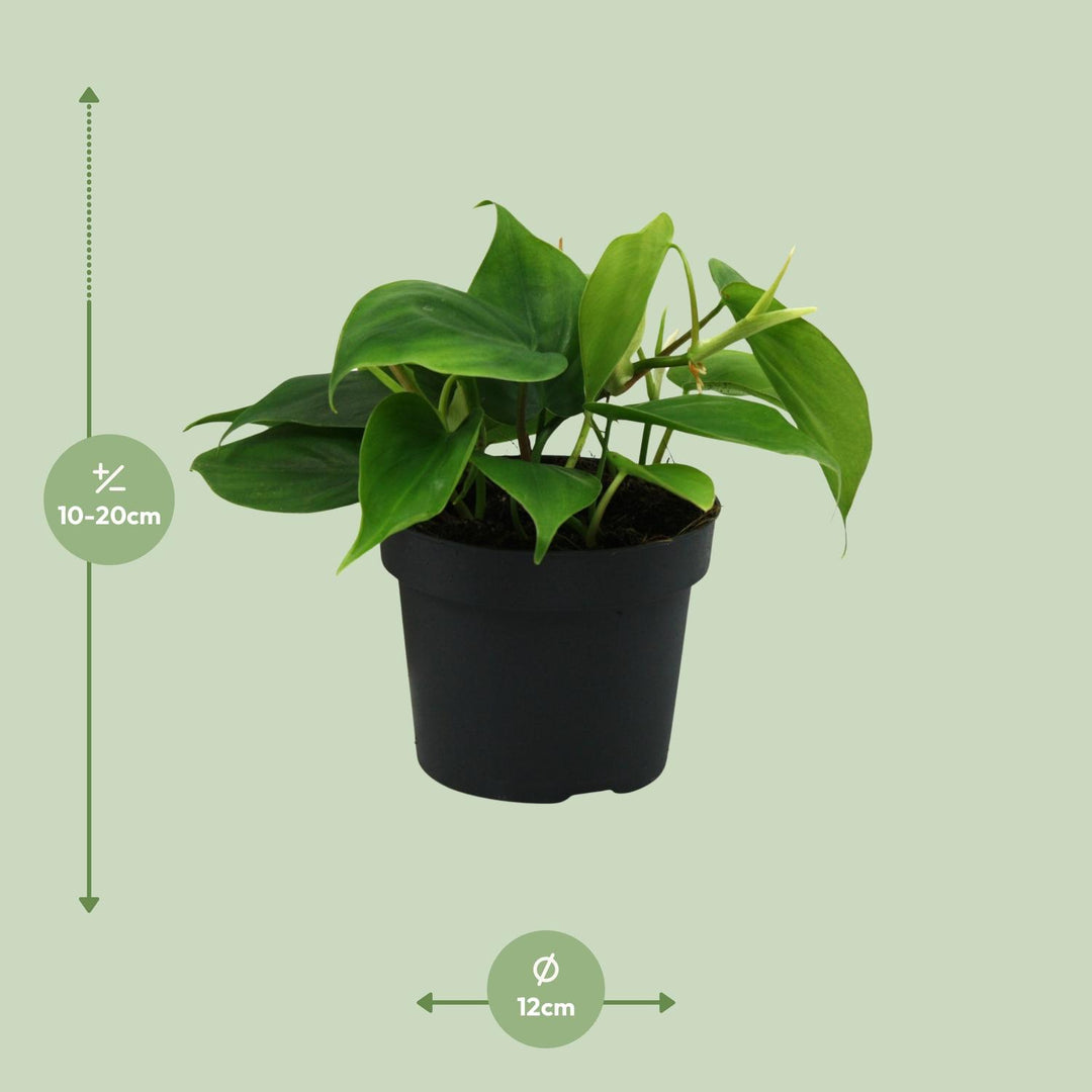 Philodendron scandens - Ø12cm - ↕20cm