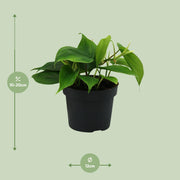 Philodendron scandens - Ø12cm - ↕20cm