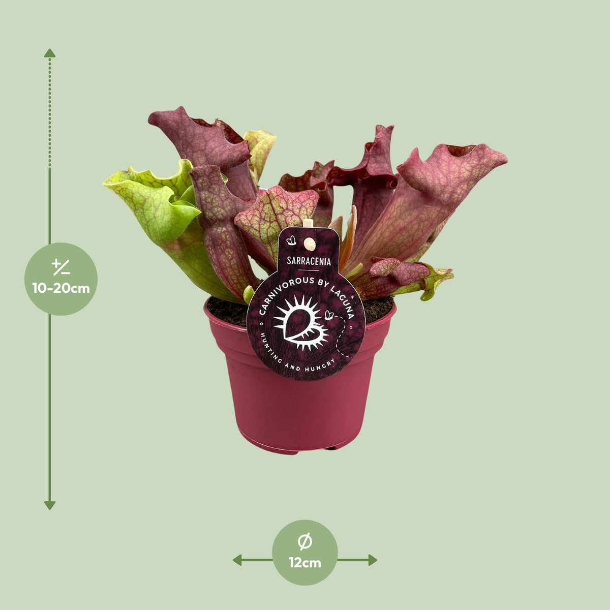 Sarracenia - Ø12cm ↕20cm