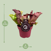 Sarracenia - Ø12cm ↕20cm