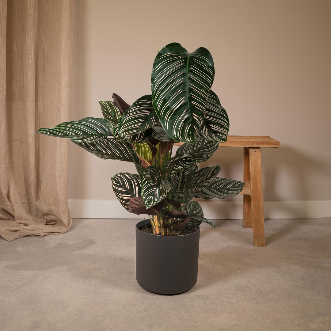 Calathea ornata - Ø19cm - ↕75cm