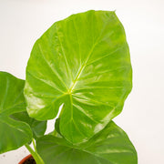 Alocasia macrorrhiza in Basket Selin - Ø19cm - ↕70cm