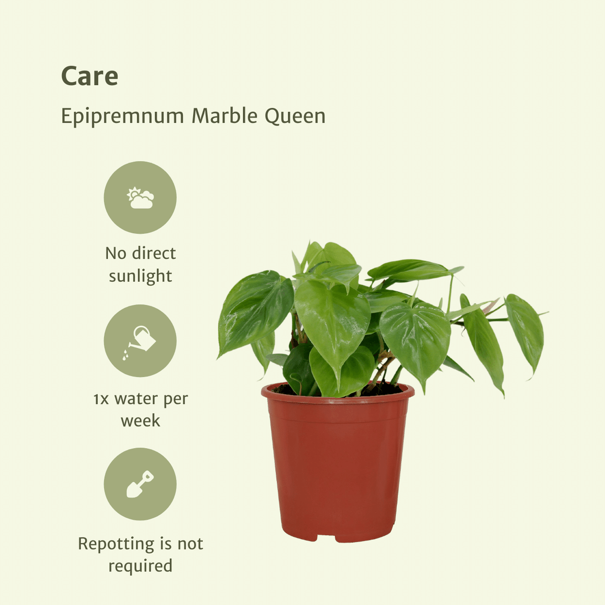 Philodendron scandens - 2 plants - ø12 - ↕15cm
