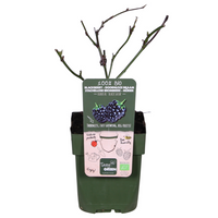 Rubus fruticosus 'Black Satin' (Rovo di more) - Ø13cm - ↕45cm