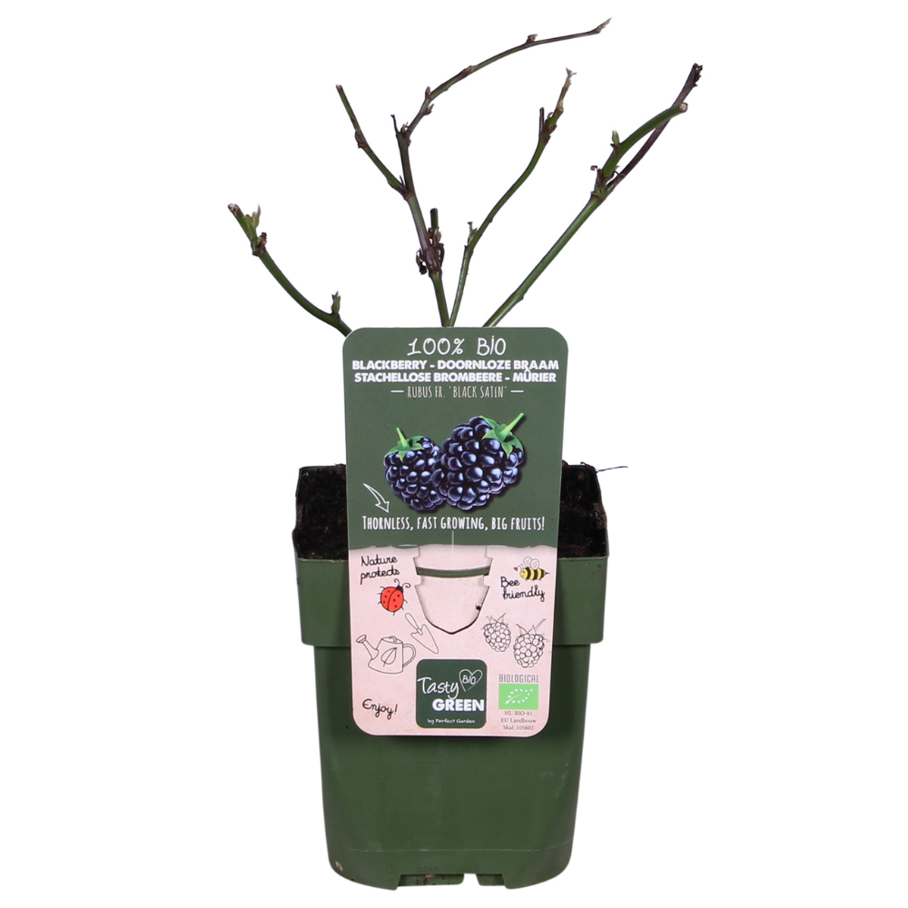 Rubus fruticosus 'Black Satin' (Blackberry) - Ø13cm - ↕45cm