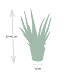 Load image into Gallery viewer, Aloe vera - Ø12cm - ↕40cm