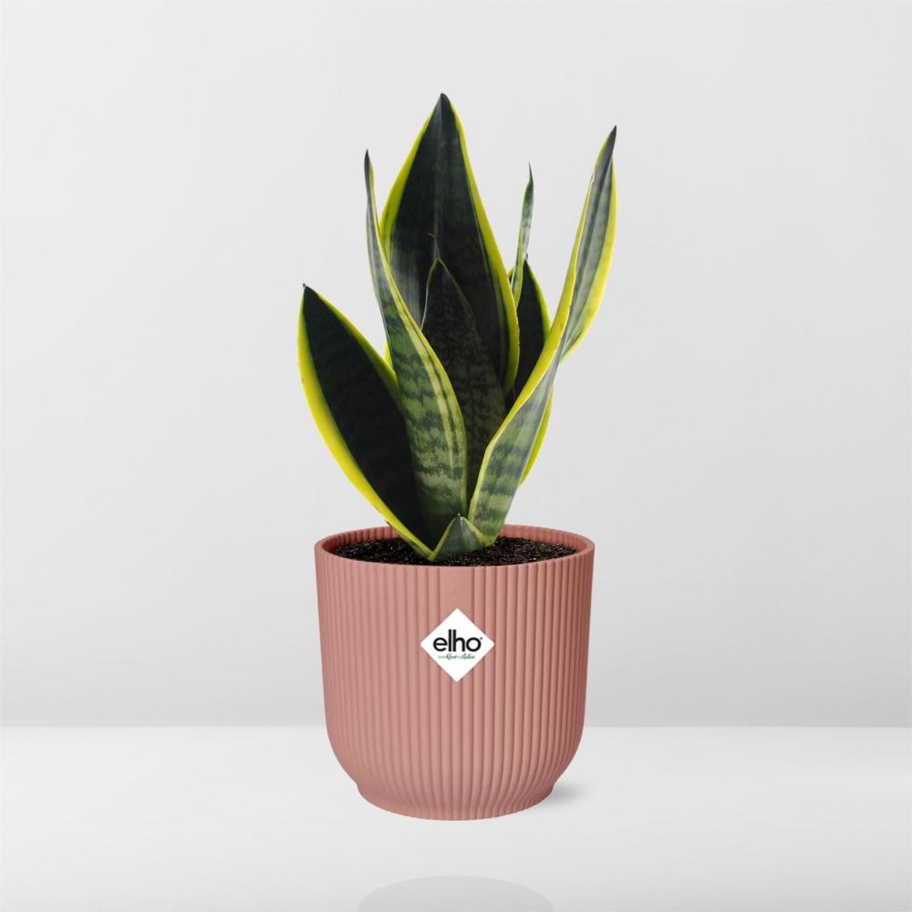 Sansevieria futura 'Superba' in ELHO Vibes Fold, Pink, Ø14cm ↕25cm