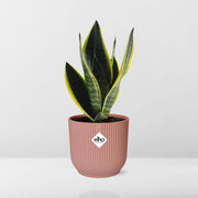 Sansevieria futura 'Superba' in ELHO Vibes Fold, Pink, Ø14cm ↕25cm
