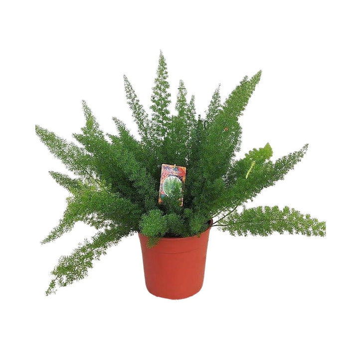 Asparagus densiflorus 'Meyers' - Ø27cm - ↕60cm